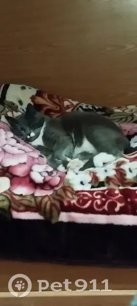 Пропал кот, улица Сергея Кузнецова, 4, Чудово - серый с белой манишкой - photo