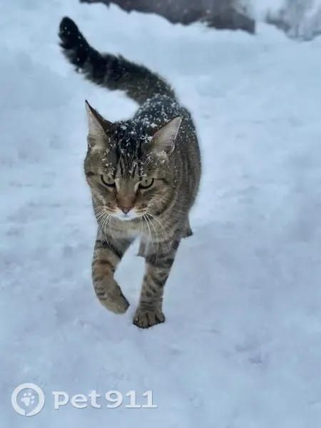 Пропал кот, Осташковское шоссе, Мытищи - зовут Тай, ошейник с именем - photo