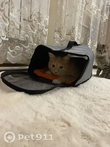 Пропала кошка, Набережная улица, 79, Братск - рыжая с белыми носочками - photo