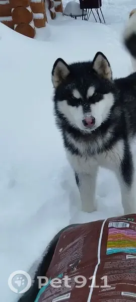 Пропал собака, мужской, Дивья, Пермский край - черно-белый окрас - photo