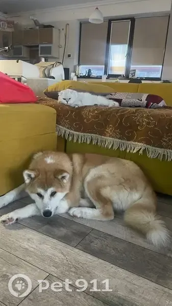 Пропал собака, Курган, Курганская область - рыжая акита-ину, 9 мес - photo