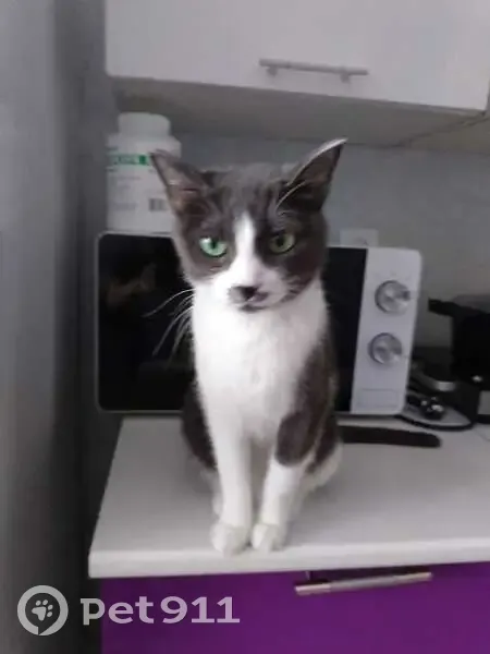 Пропала кошка, Луговая улица, 7, Белогорье - серая с белым, зелёные глаза - photo