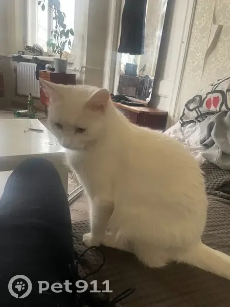 Пропала кошка, женский пол, улица Губина, 13, Санкт-Петербург - белая, немного косоглазая - photo