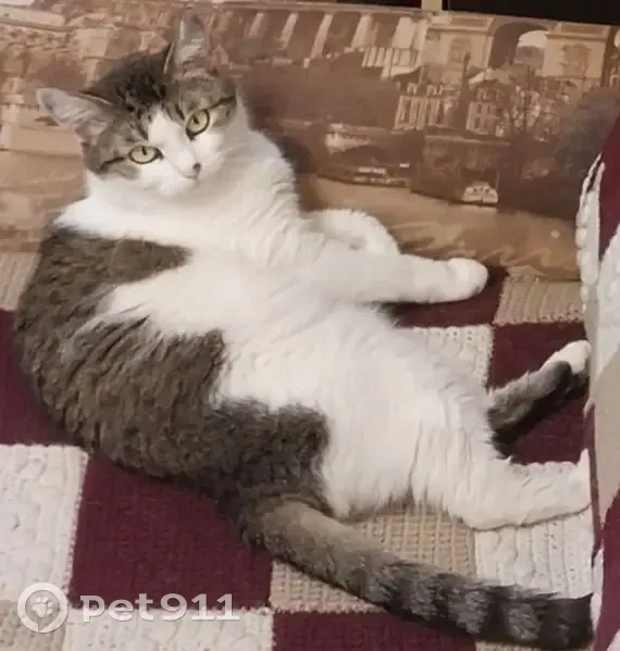 Пропала кошка, улица Кирова, 6А, городской округ Волжск - домашняя и очень пугливая - photo