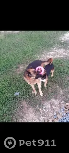 Пропала собака, женский пол, Экологическая улица, 22А, Чалтырь - photo