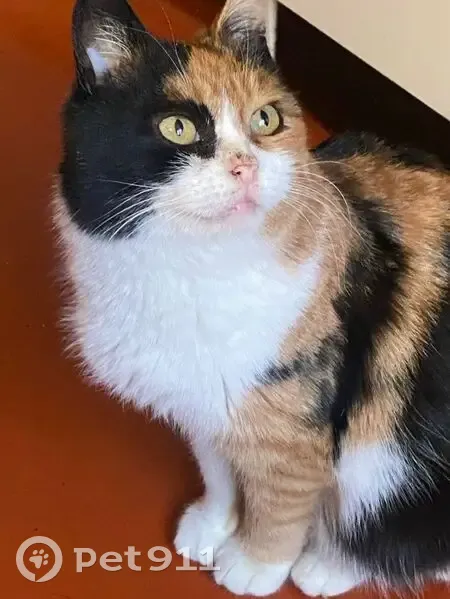 Пропала кошка, улица Даргомыжского, 21 к1, Нижний Новгород - яркая трёхшерстная по кличке Буся - photo