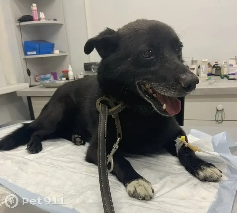 Пропал собака, Р-404, Борки - черный окрас с белыми лапками - photo