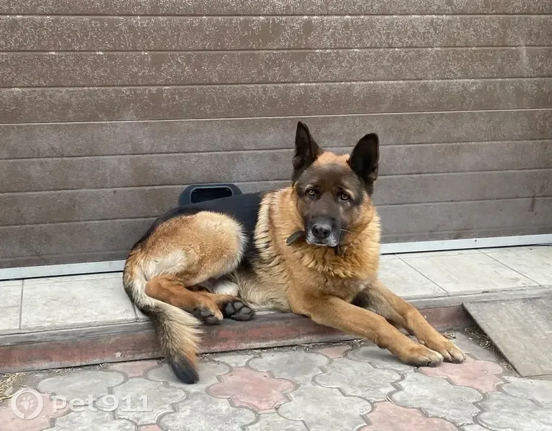 Пропал собака, Аскизская улица, Абакан - немецкая овчарка, ошейник на шее - photo