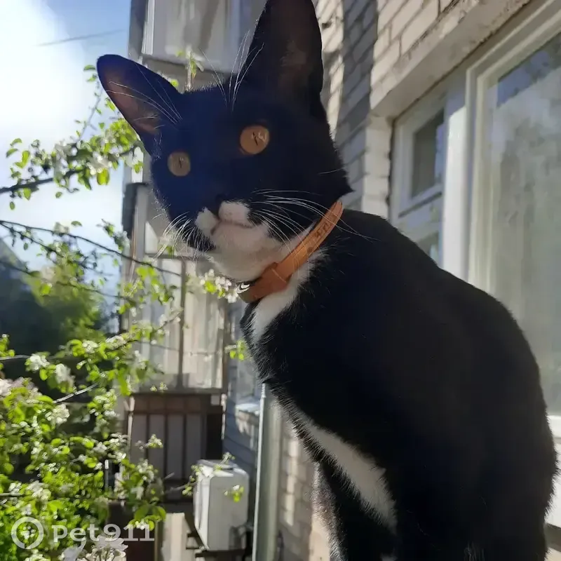 Пропал кот, бульвар Победы, Йошкар-Ола - черно-белый с золотистым ошейником - photo