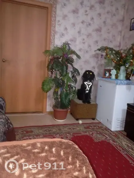 Пропал собака, мужской, улица Островского, 19, Абакан - чёрный спаниэль с белой грудью - photo