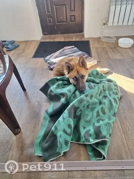 Пропал собака, Беловское, Белгородская область - глаза разные, крупный, но не агрессивный - photo