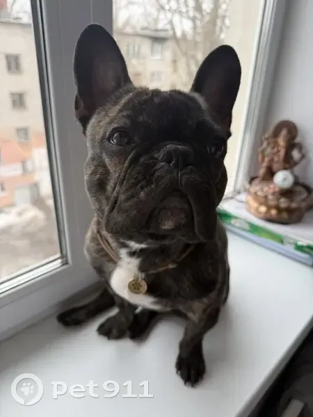 Пропал собака, Орловская улица, Великий Новгород - французский бульдог по кличке Спайк - photo