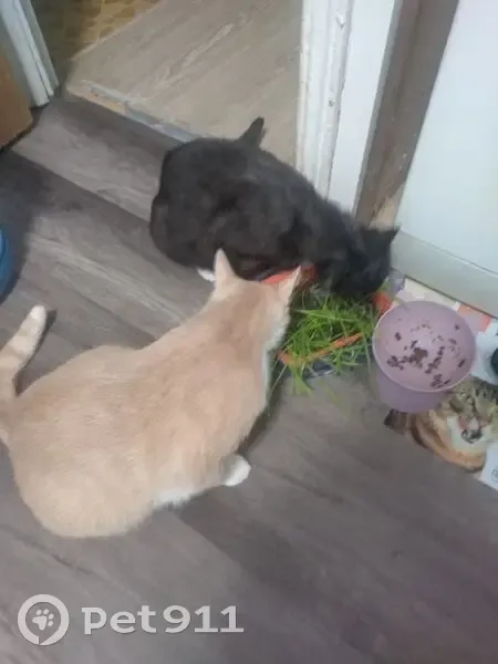 Пропала кошка, 2-я Солнечная улица, 10, Апрелевка - стерилизованная, черная с белыми лапами - photo