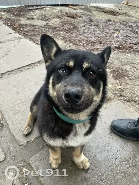 Найден собака, улица 39-й Гвардейской дивизии, 24Б, Волгоград - добрый и ласковый - photo