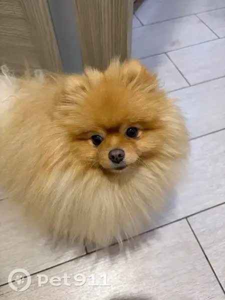 Пропал собака, 18-й Квартальный проезд, 18, городской округ Таганрог - померанский шпиц рыжий - photo