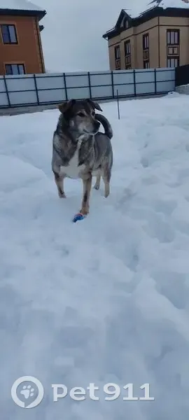 Пропала собака, Малокировская улица, Сергиев Посад - photo