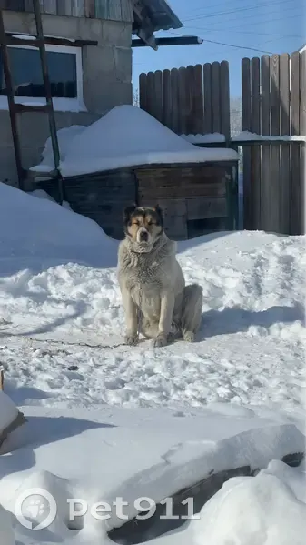 Пропала собака, девочка, Шаховская улица, 42, Власиха - окрас бело-черный, откликается на Тайга - photo