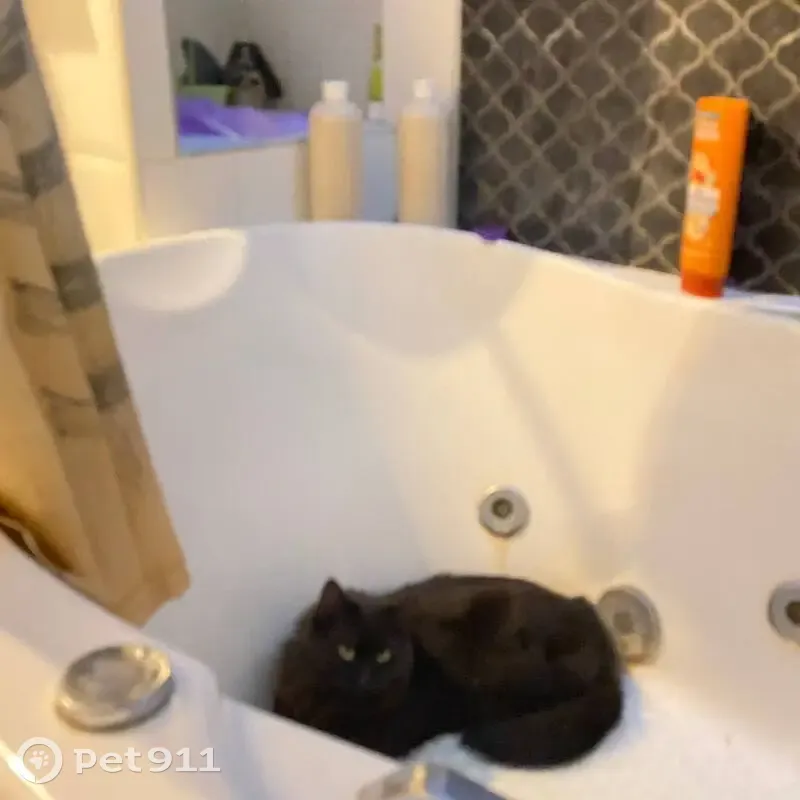 Пропал кот, улица Островского, 16, городской округ Липецк - зовут Марсель, окрас коричнево-чёрный - photo