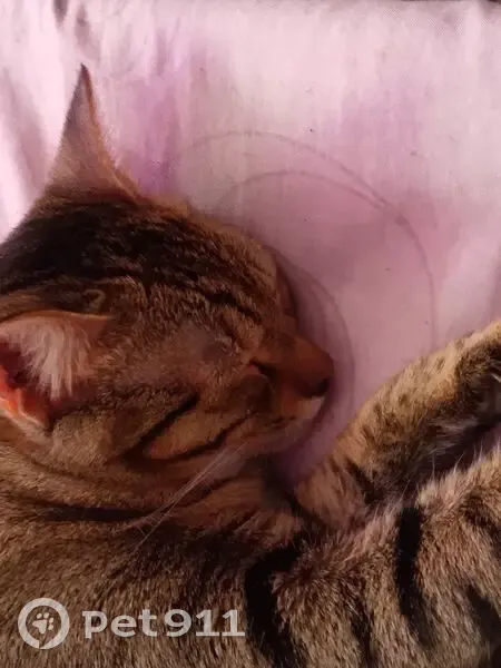 Пропал кот, улица Зины Маресевой, 7, Волгоград - коричневый с белыми пятнами - photo