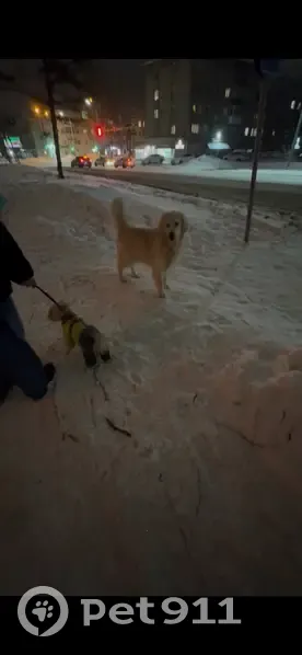 Найден собака, улица Елизаровых, 45, Томск - золотистый ретривер - photo
