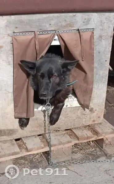 Пропала собака, Авторемонтная улица, Тюмень - чёрная лайка с синим ошейником - photo