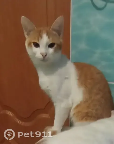 Пропала кошка, улица Комарова, 18, Абдулино - рыже-белая, очень пугливая - photo