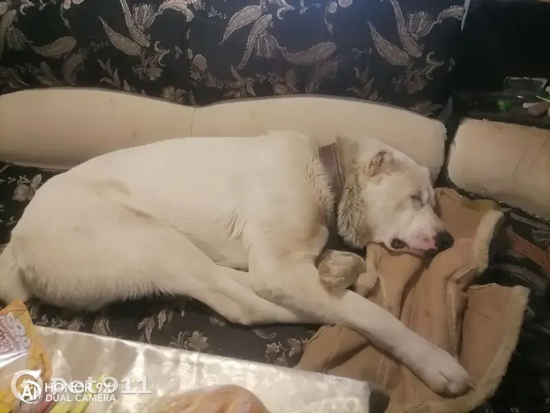 Пропал собака, мужской, улица Лифанова, 127, Пермь - неправильно купирован хвост - photo