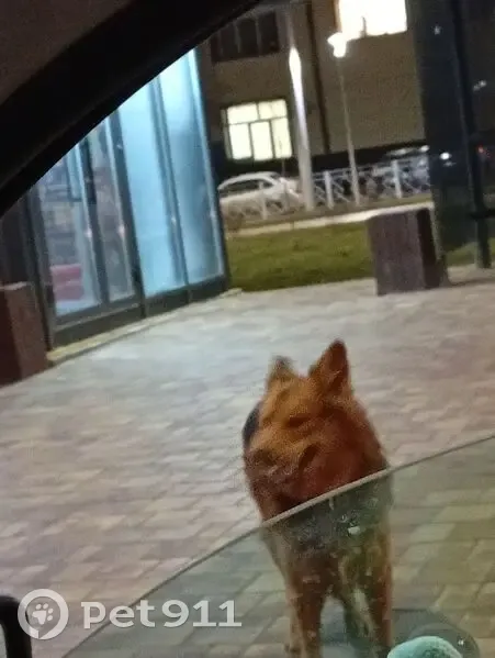 Найден собака, Университетский проспект, Волгоград - с ошейником, в панике - photo