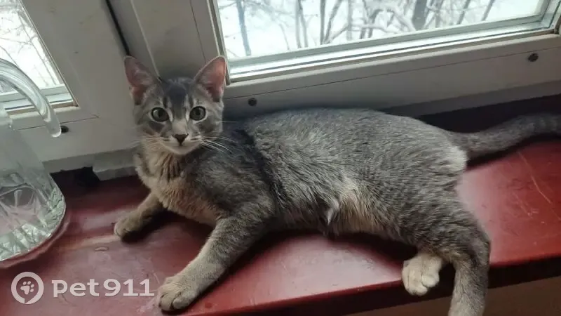 Пропал кот, улица Юлиуса Фучика, Балашиха - выпрыгнул из окна - photo