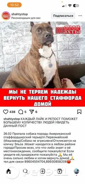 Пропал собака, Шахты - photo