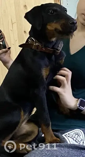 Пропала собака, городское поселение Краснослободск, немецкий охотничий терьер с клеймом - photo