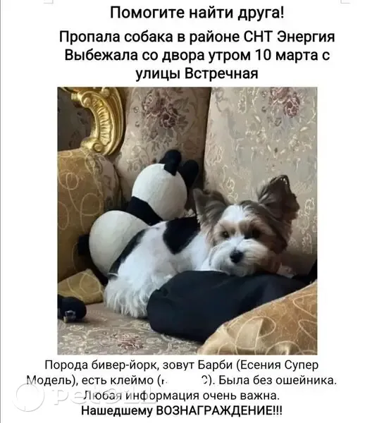 Пропала собака, Встречная улица, 97А, Ростов-на-Дону - Бивер Йорк терьер - photo