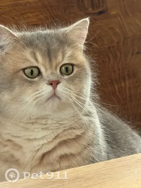 Пропал кот, Лавы, Липецкая область - светло-серый с крупными глазами - photo