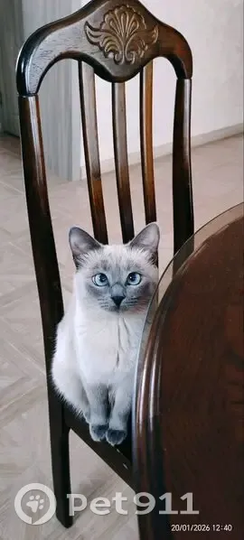 Пропала кошка, Нижний Новгород, тайская порода, без ошейника - photo