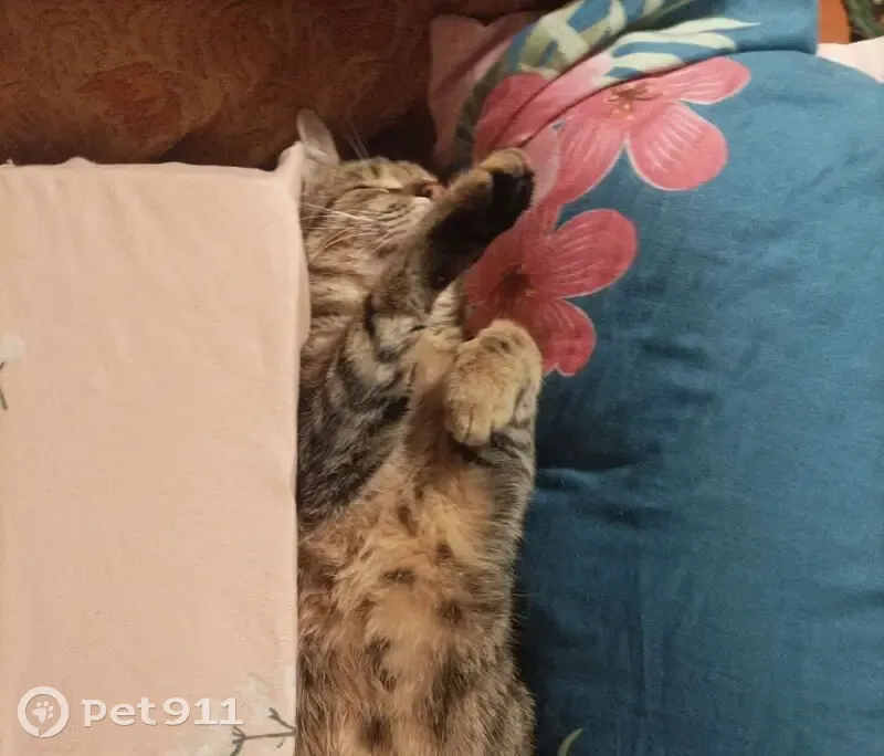 Пропал кот, Плоское, Белгородская область - ласковый и игривый - photo