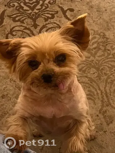 Пропала собака, проспект Луначарского, Санкт-Петербург - йоркширский терьер, короткостриженная - photo