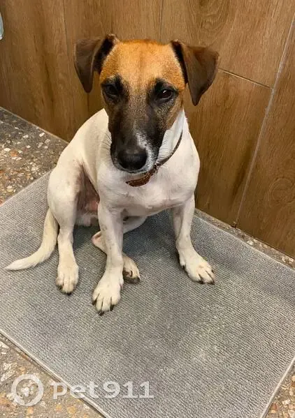 Пропал собака, Вача, Нижегородская область - пятно в виде сердца - photo