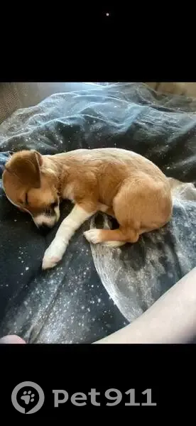 Пропала собака, девочка, Большой проспект В.О., 59, Санкт-Петербург - щенок 4 месяца - photo