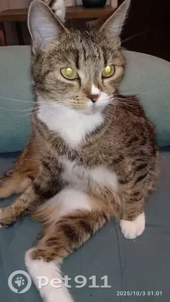 Пропала кошка, проспект Большевиков, 40, Санкт-Петербург - белые лапки - photo