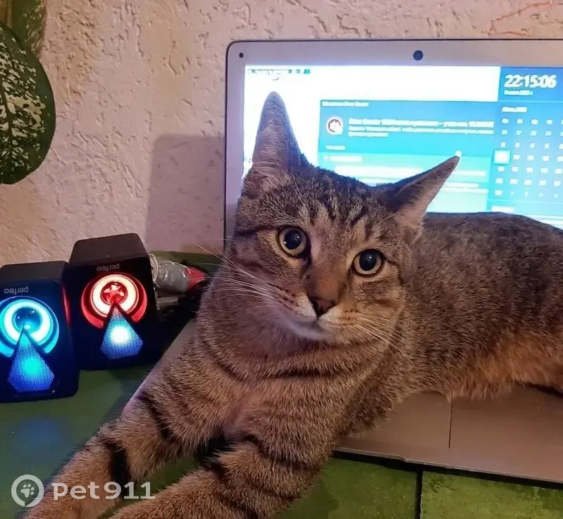 Пропал кот, Походный проезд, 23, Москва - молодой, не кастрирован - photo