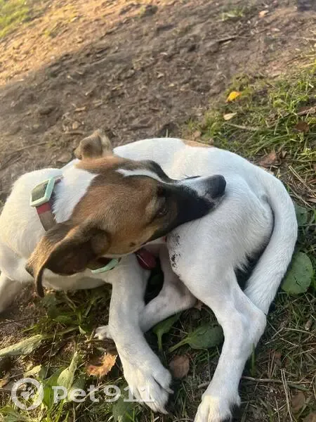 Пропала собака, Невский путепровод, Санкт-Петербург - девочка Джек Рассел - photo