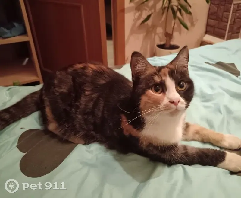 Пропала кошка, Белогостицы, Ростов - трёхцветная и ласковая - photo