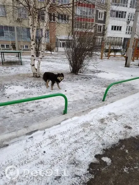 Найдена собака, Светлогорская улица, Красноярск - напугана, без ошейника - photo