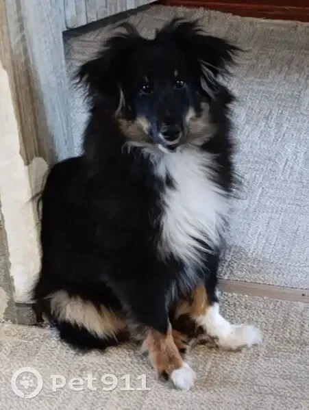 Пропал собака, Перекопский городок, Владимир - трёхцветный щенок шелти - photo