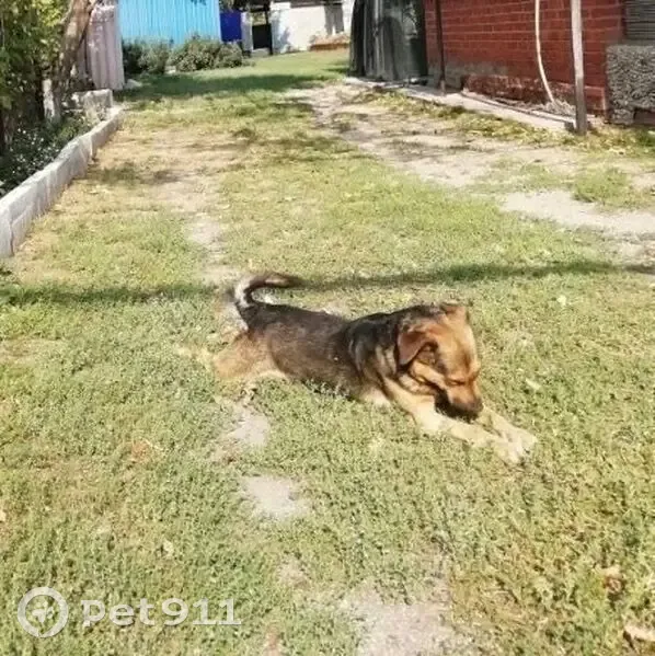 Пропал собака, Красноармейская улица, 12, Светогорск - окрас тёмно-коричневый по спине - photo