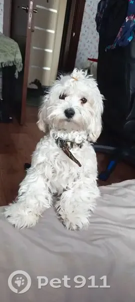 Пропал собака, мужской, Предмостная улица, Новокузнецк - ошейник камуфляжный, пугливый - photo