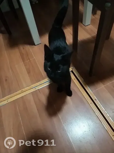 Пропал кот, Тямшанская волость, Псковская область - чёрный с белым усиком - photo