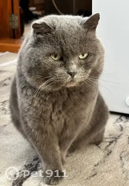 Пропал кот, Берёзовая улица, Ордынское — серый с отметинами на ухе - photo