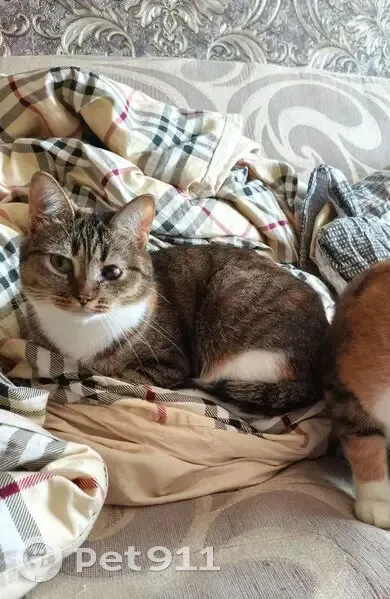 Пропала кошка, улица Ромашина, 33/1, Брянск - трёхцветная с больным глазом - photo