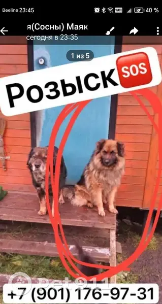 Пропал собака, Богородский городской округ - овчарка с коричневым ошейником - photo